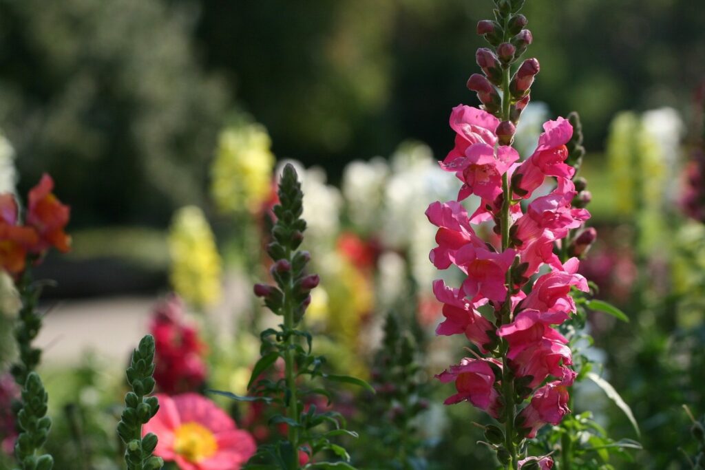 4 Fiori Da Piantare A Febbraio Prepariamo Il Giardino Alla Primavera