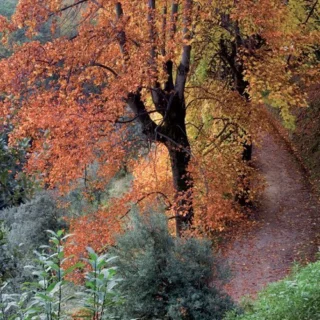 Burcina, un foliage che incanta