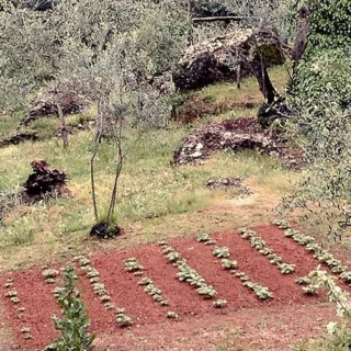 Oltre la siepe: gesti quotidiani e concime per l'orto