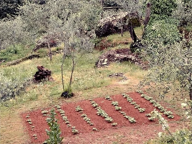 Oltre la siepe: gesti quotidiani e concime per l'orto