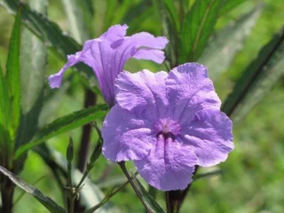 Ruellia - 1