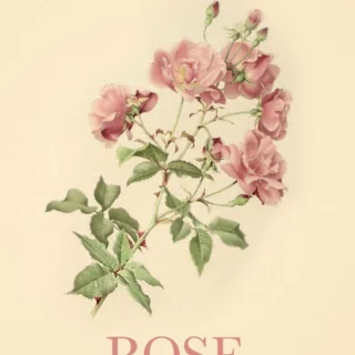 Rose di Ellen Willmott