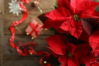 Stella di Natale o Poinsettia