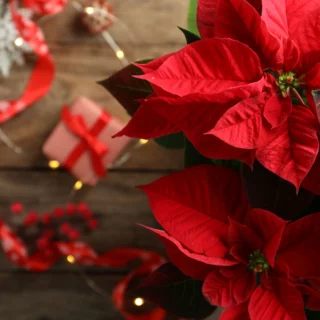 Stella di Natale o Poinsettia