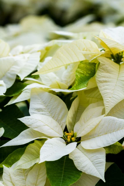 Stella di Natale, una cultivar con le brattee bianche sfumate di verde