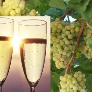 vino e uve Glera per Prosecco DOC