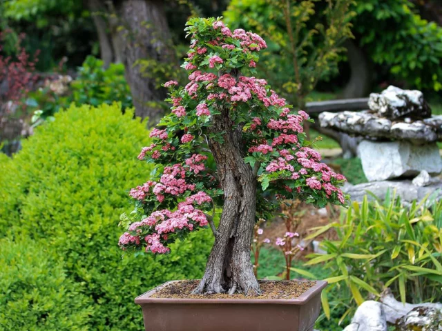 stili dei bonsai