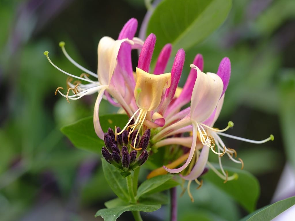 Pianta Sempreverde Con Fiori Gialli / Mangia una pianta ...