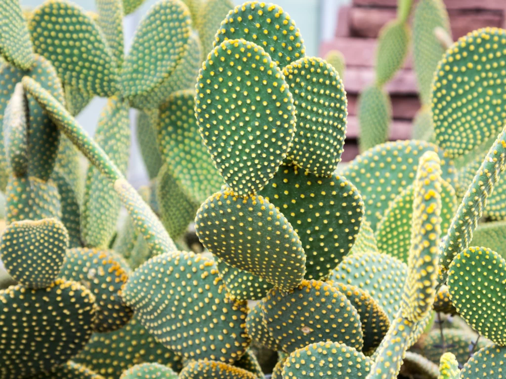 Opuntia microdasys