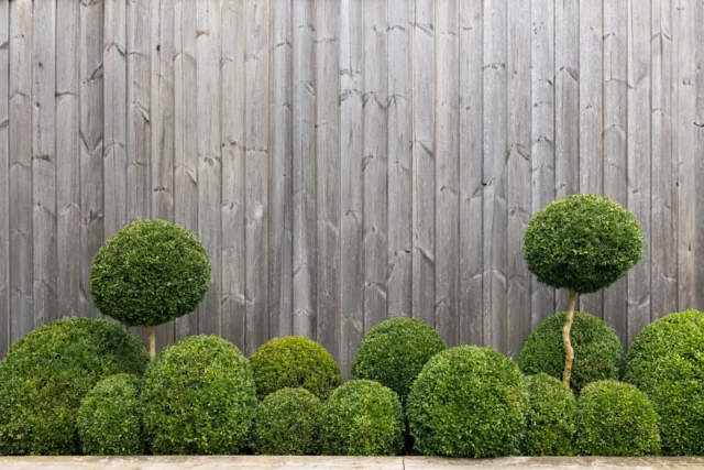 Bosso: la pianta nel giardino moderno