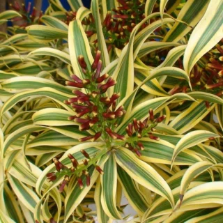 dracena marginata