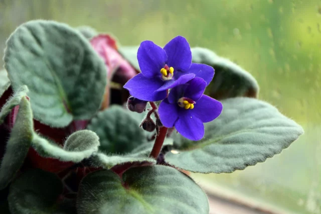 Saintpaulia o violetta africana: in foto il colore naturale