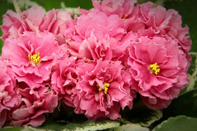 Un altro ibrido a fiore stradoppio e di color rosa antico