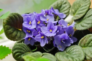 Saintpaulia ionantha o violetta africana, nonché Streptocarpus ionanthus