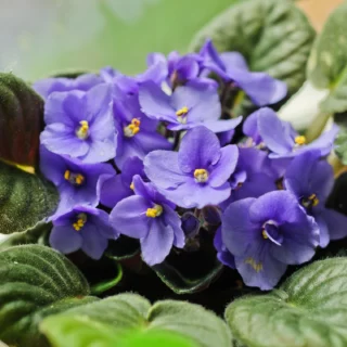 Saintpaulia ionantha o violetta africana, nonché Streptocarpus ionanthus