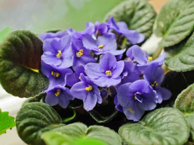 Saintpaulia ionantha o violetta africana, nonché Streptocarpus ionanthus