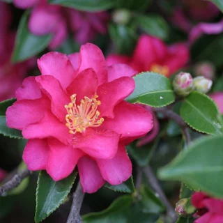 camellia Shishinagashira