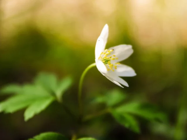 anemone fiore