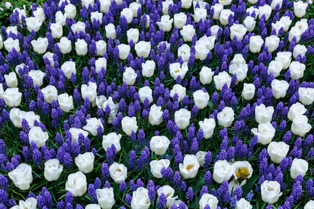 Tulipani e Muscari