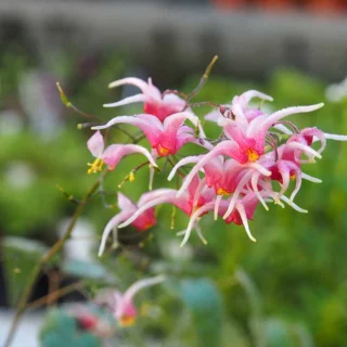 Epimedium