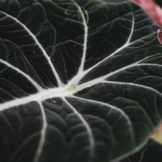 Alocasia 'Black Velvet'