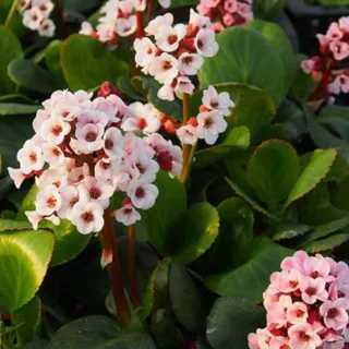 Bergenia