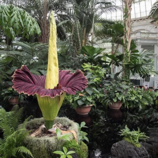 Araceae Amorphophallus titanum