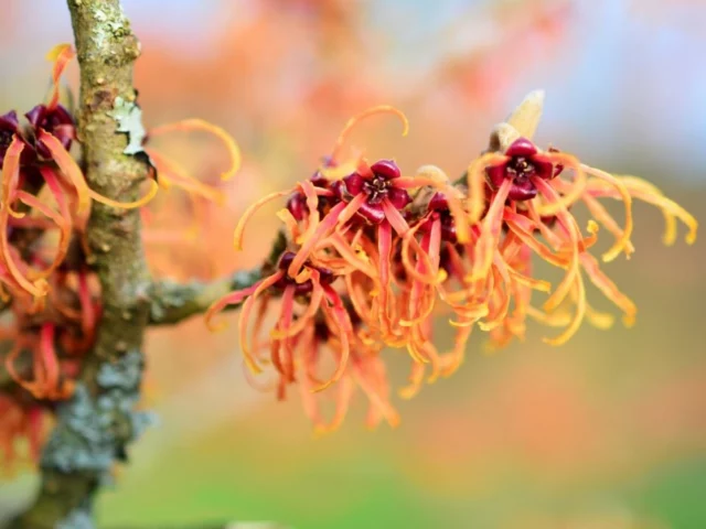 Hamamelis profumo