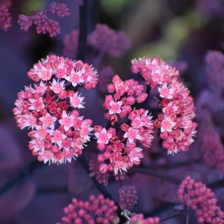 sedum