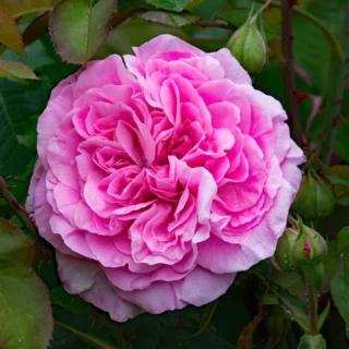 Rosa Gertrude Jekyll