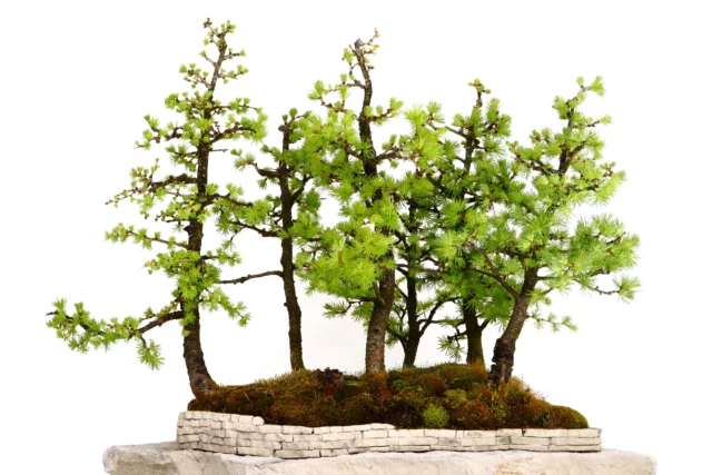 Foresta di Larix bonsai