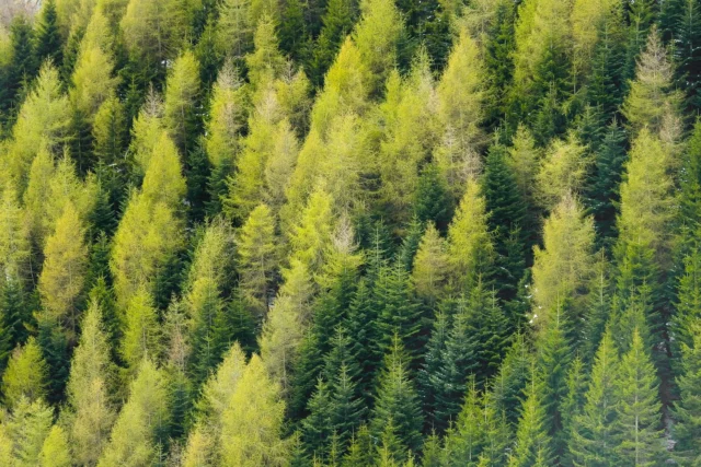 Larix decidua in primavera