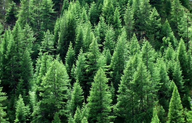 La freschezza del colore dei larici in estate