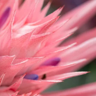 Aechmea fasciata