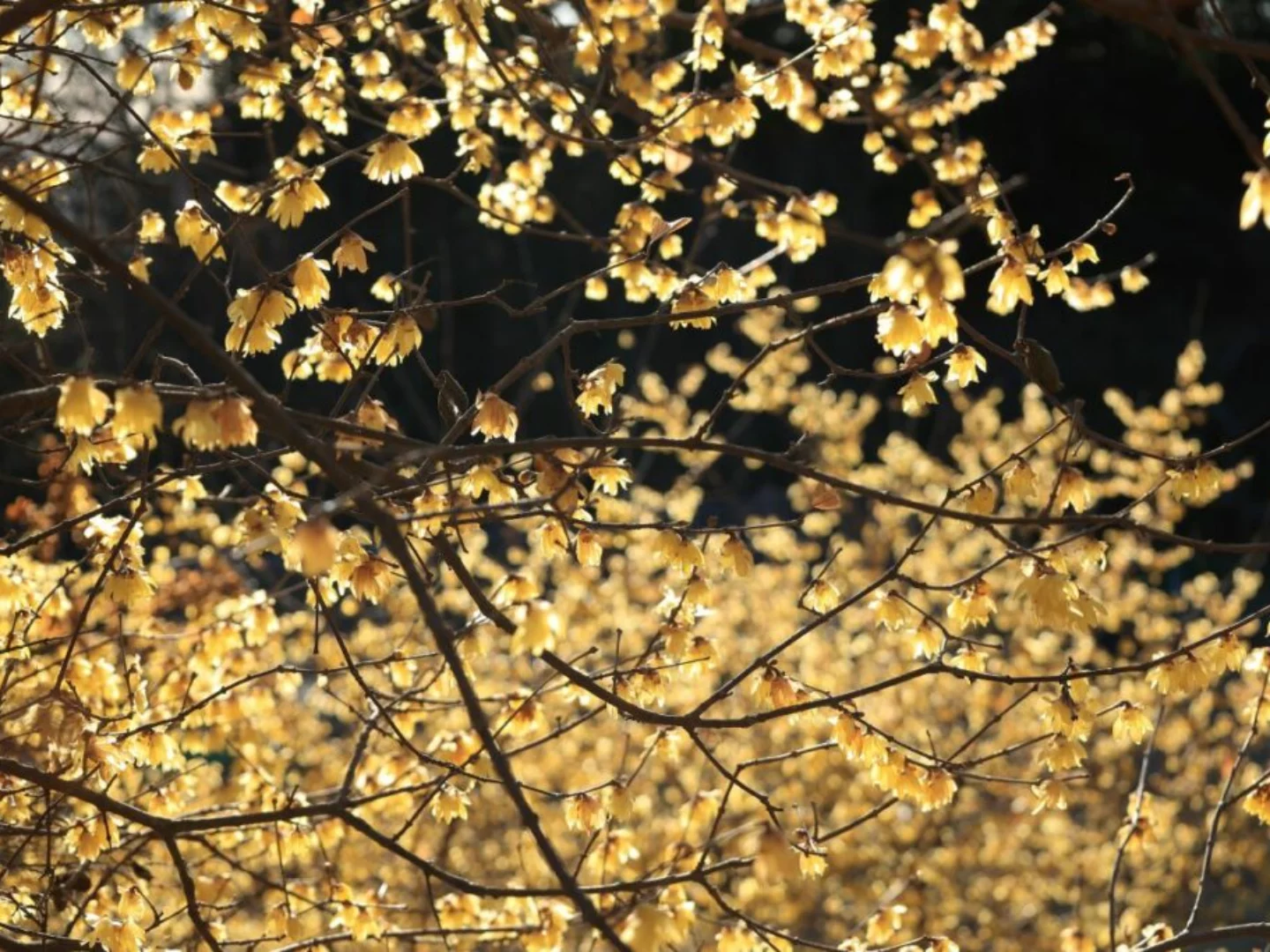 Una pioggia di fiori di calicanto invernale