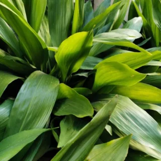 Aspidistra