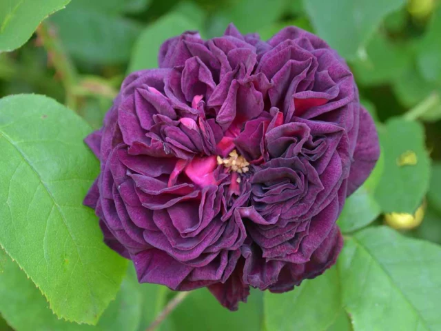 Rosa gallica