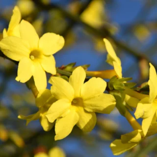 Jasminum nudiflorum gelsomino di San Giuseppe