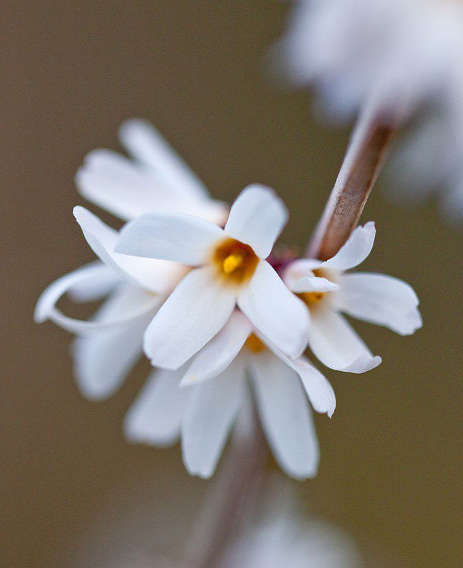 Abeliophyllum distichum: la grazia