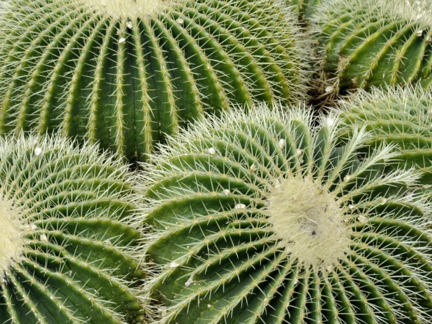 Echinocactus grusonii