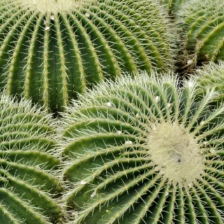 Echinocactus grusonii