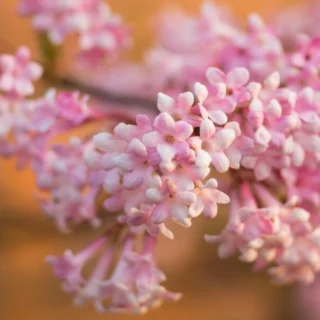 Viburnum farreri