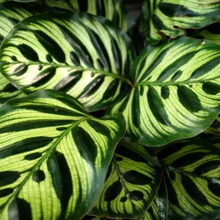 Foglie di Calathea makoyana