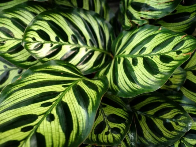 Foglie di Calathea makoyana