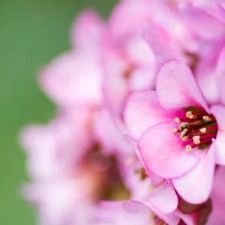 Fiori di Bergenia