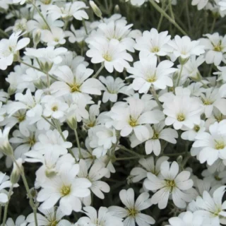 Cerastium tomentosum