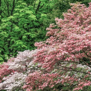 Cornus florida f. rubra