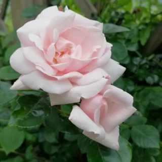 Rosa 'New Dawn'