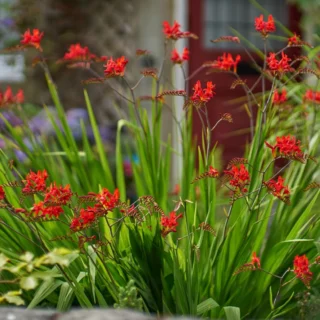 Crocosmia 'Lucifer'