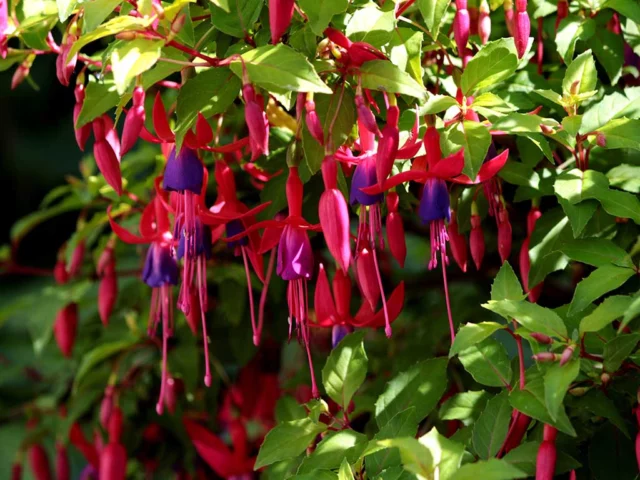 Fuchsia